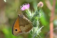 Maniola jurtina