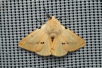 Spilarctia lutea