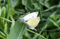 Pieris rapae