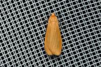Wittia sororcula