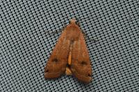 Noctua pronuba