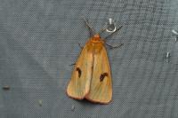 Diacrisia sannio