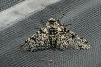Biston betularia