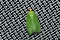 Tortrix viridana