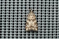 Scoparia pyralella