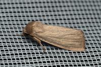 Mythimna pudorina