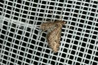 Gymnoscelis rufifasciata
