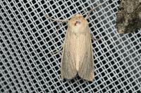 Mythimna pallens
