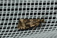Celypha lacunana