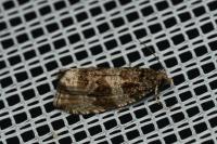Orthotaenia undulana