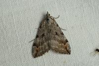 Aplocera plagiata