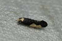 Monopis monachella