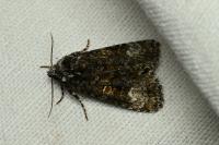 Craniophora ligustri