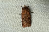 Diarsia rubi