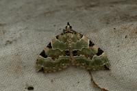 Colostygia pectinataria