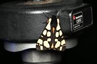 Arctia villica