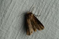 Axylia putris