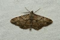 Peribatodes rhomboidaria