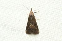 Schrankia costaestrigalis