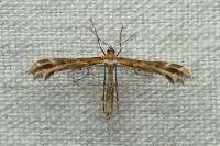Oxyptilus