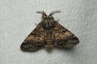 Gluphisia crenata