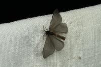 Sterrhopterix fusca