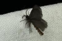 Sterrhopterix fusca