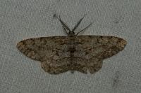 Hypomecis punctinalis