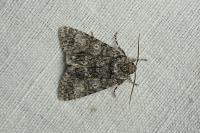 Acronicta megacephala
