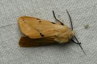 Spilarctia lutea