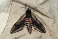 Sphinx ligustri