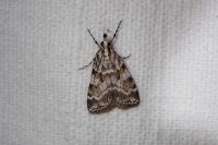 Scoparia pyralella