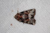 Oligia