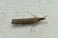 Pediasia contaminella