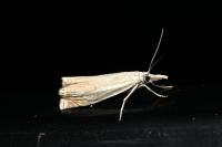 Crambus pascuella