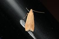 Helcystogramma rufescens