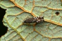 Glyphipterix