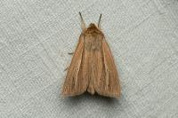 Mythimna impura