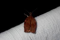 Pandemis heparana