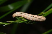Mythimna albipuncta