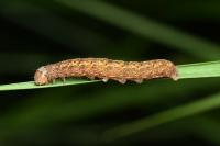 Trigonophora flammea