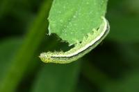 Orthosia gothica