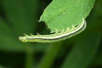 Orthosia gothica