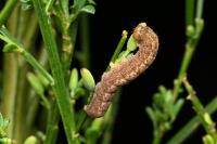 Trigonophora flammea