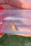 Thymelicus lineola