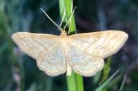 Idaea macilentaria