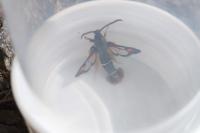 Pyropteron chrysidiforme