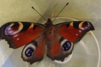 Aglais io