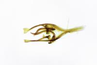 Tischeria ekebladella