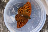 Argynnis paphia